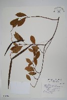 酸藤藏品圖，第1張