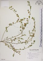 恆春金午時花藏品圖，第1張