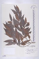 軟毛柿藏品圖，第1張