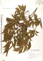 火筒樹藏品圖，第1張