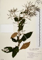 旋莢木藏品圖，第1張