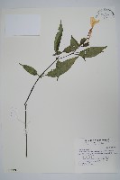 長花九頭獅子草、山藍藏品圖，第1張