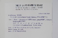 長花九頭獅子草、山藍藏品圖，第2張