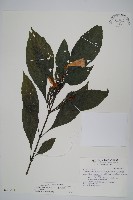 長穗馬藍藏品圖，第1張