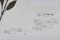 長穗馬藍藏品圖，第2張