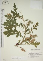 擬刺茄、蒜介茄藏品圖，第1張