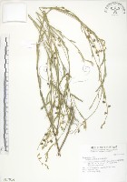 線葉野百合藏品圖，第1張