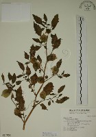 燈籠草藏品圖，第1張