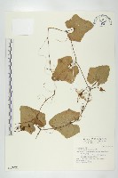 紅瓜藏品圖，第1張