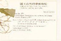 刀傷草藏品圖，第2張