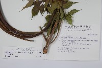 山菜豆藏品圖，第2張