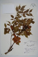 山菜豆藏品圖，第4張