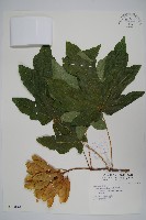 大葉槭藏品圖，第1張