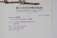 大葉槭藏品圖，第2張