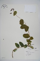 登錄號:S017031藏品圖，第1張