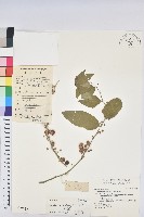 守宮木藏品圖，第1張