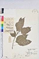 印禪鐵莧菜藏品圖，第1張