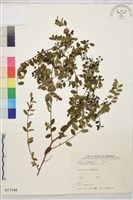 小葉黃鱔藤藏品圖，第2張