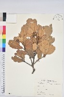 嶺南青剛櫟、嶺南椆藏品圖，第1張