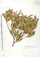 車桑子藏品圖，第1張