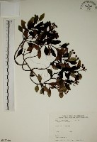 拎壁龍藏品圖，第1張