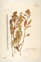 一枝黃花藏品圖，第1張