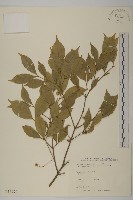 大丁黃藏品圖，第1張