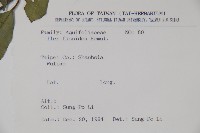 臺灣糊樗藏品圖，第2張