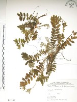 玉山金梅藏品圖，第1張