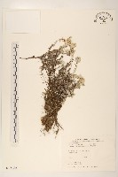 玉山薄雪草藏品圖，第1張