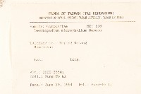 玉山薄雪草藏品圖，第2張