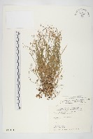 玉山筷子芥藏品圖，第1張