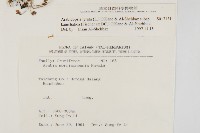 玉山筷子芥藏品圖，第2張
