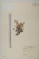 尼泊爾籟簫藏品圖，第1張