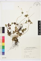 匍枝銀蓮花藏品圖，第1張