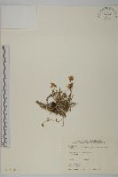 玉山蠅子草藏品圖，第1張