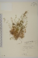 亞毛無心菜藏品圖，第1張