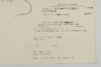 亞毛無心菜藏品圖，第2張