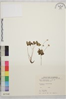 南湖唐松草藏品圖，第1張