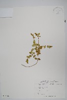 早田氏爵床藏品圖，第1張