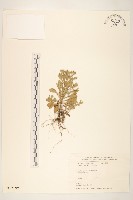 濱斑鳩菊藏品圖，第1張