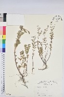 紫斑大戟藏品圖，第1張