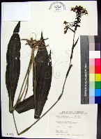 白鶴蘭藏品圖，第1張