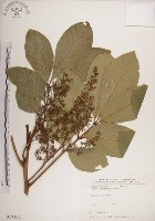 大葉樹蘭藏品圖，第1張