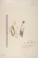 香茹藏品圖，第1張