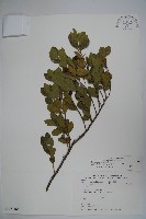 倒卵葉冬青、金平氏冬青藏品圖，第1張