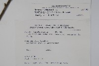 倒卵葉冬青、金平氏冬青藏品圖，第2張