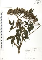 火筒樹藏品圖，第1張