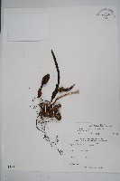 穗花蛇菰藏品圖，第1張