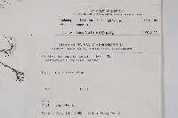 穗花蛇菰藏品圖，第2張